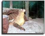 Komodo Dragon