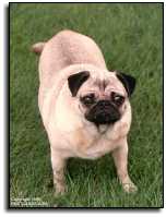 Pug - What you lookin' at???