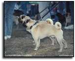 A Pair of Stereo Pugs!